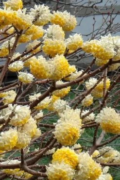 Edgeworthia Chrysantha - Paper Bush - 3 Gallon -Cheap Green Garden Store Edgeworthia 4 500x700 1