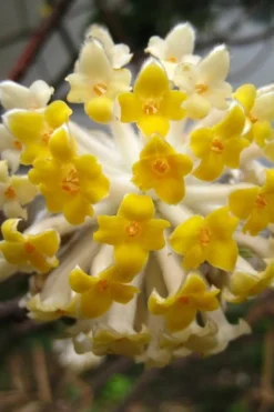 Edgeworthia Chrysantha - Paper Bush - 3 Gallon -Cheap Green Garden Store Edgeworthia BS