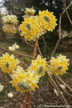 Edgeworthia Chrysantha - Paper Bush - 3 Gallon -Cheap Green Garden Store Edgeworthia Chrysantha 200