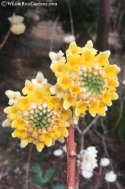 Edgeworthia Chrysantha - Paper Bush - 3 Gallon -Cheap Green Garden Store Edgeworthia Chrysantha 202