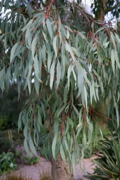 Angus Cold Hardy Eucalyptus Tree (Eucalyptus Nicholii) - 3 Quart Pot -Cheap Green Garden Store Eucalyptus Angus 15