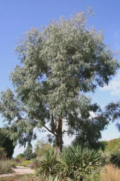 Angus Cold Hardy Eucalyptus Tree (Eucalyptus Nicholii) - 1 Gallon Pot -Cheap Green Garden Store Eucalyptus Angus 16 2
