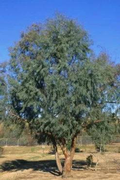Angus Cold Hardy Eucalyptus Tree (Eucalyptus Nicholii) - 5 Gallon Pot -Cheap Green Garden Store Eucalyptus Angus 17 5