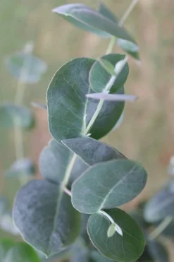 Big O Cold Hardy Eucalyptus Tree (Eucalyptus Neglecta) - Quart Pot -Cheap Green Garden Store Eucalyptus Big O 3 500x750 7