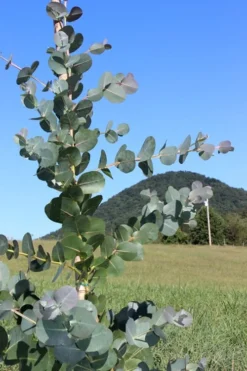 Big O Cold Hardy Eucalyptus Tree (Eucalyptus Neglecta) - 5 Gallon Pot (4-5') -Cheap Green Garden Store Eucalyptus Big O Cold 2 500x750 3