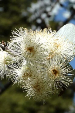 Bluey Cold Hardy Eucalyptus Tree (Eucalyptus Pulverulenta) - 1 Gallon Pot -Cheap Green Garden Store Eucalyptus Bluey 6