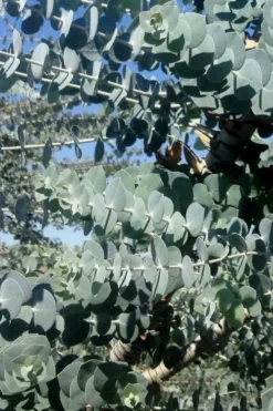 Bluey Cold Hardy Eucalyptus Tree (Eucalyptus Pulverulenta) - 6 Pack Of 1 Gallon Pots 13 Bluey Cold Hardy Eucalyptus Tree (Eucalyptus Pulverulenta) - 6 Pack Of 1 Gallon Pots -Cheap Green Garden Store Eucalyptus Bluey 8 4