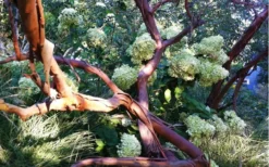 Funky Monkey Cold Hardy Eucalyptus Tree (Eucalyptus Parvula) - 3 Quart Pot 11 Funky Monkey Cold Hardy Eucalyptus Tree (Eucalyptus Parvula) - 3 Quart Pot -Cheap Green Garden Store Eucalyptus Funky Monkey Branches 4