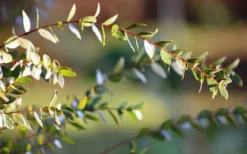 Funky Monkey Cold Hardy Eucalyptus Tree (Eucalyptus Parvula) - 1 Gallon Pot 12 Funky Monkey Cold Hardy Eucalyptus Tree (Eucalyptus Parvula) - 1 Gallon Pot -Cheap Green Garden Store Eucalyptus Funky Monkey Leaves 1