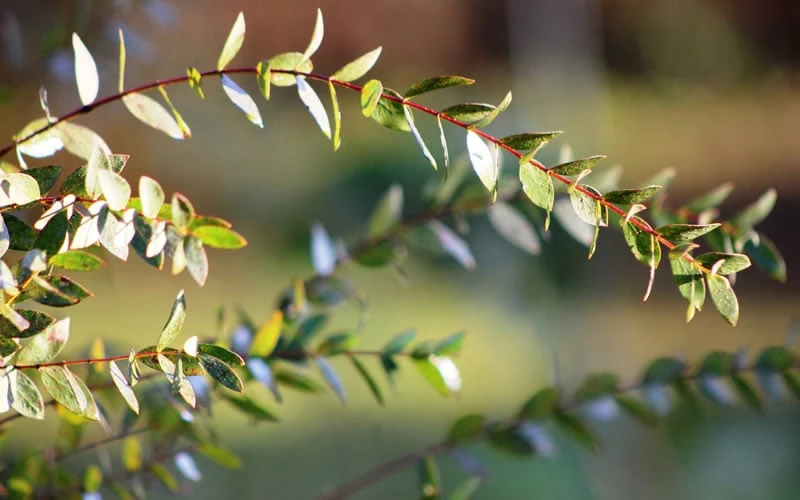 Funky Monkey Cold Hardy Eucalyptus Tree (Eucalyptus Parvula) - 3 Quart Pot 6 Funky Monkey Cold Hardy Eucalyptus Tree (Eucalyptus Parvula) - 3 Quart Pot - Image 6
