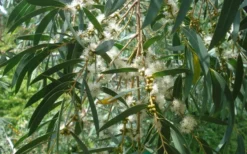 Funky Monkey Cold Hardy Eucalyptus Tree (Eucalyptus Parvula) - 3 Gallon Pot -Cheap Green Garden Store Eucalyptus Funky Monkey Leaves Mature