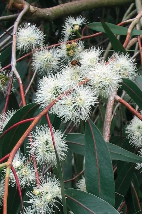 Jersey Girl Cold Hardy Eucalyptus Tree (Eucalyptus Macarthurii) - 1 Gallon Pot 9 Jersey Girl Cold Hardy Eucalyptus Tree (Eucalyptus Macarthurii) - 1 Gallon Pot - Image 9