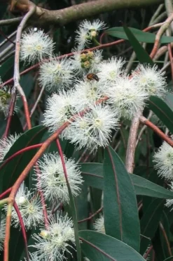 Jersey Girl Cold Hardy Eucalyptus Tree (Eucalyptus Macarthurii) - 3 Quart Pot -Cheap Green Garden Store Eucalyptus Jersey Girl 1 5