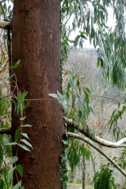 Jersey Girl Cold Hardy Eucalyptus Tree (Eucalyptus Macarthurii) - 6 Pack Of 1 Gallon Pots -Cheap Green Garden Store Eucalyptus Jersey Girl 2