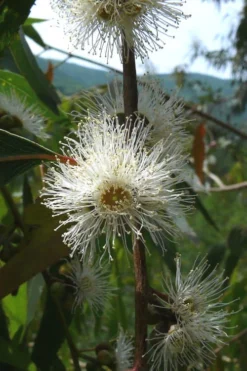 Jersey Girl Cold Hardy Eucalyptus Tree (Eucalyptus Macarthurii) - 1 Gallon Pot 15 Jersey Girl Cold Hardy Eucalyptus Tree (Eucalyptus Macarthurii) - 1 Gallon Pot -Cheap Green Garden Store Eucalyptus Jersey Girl 4 2
