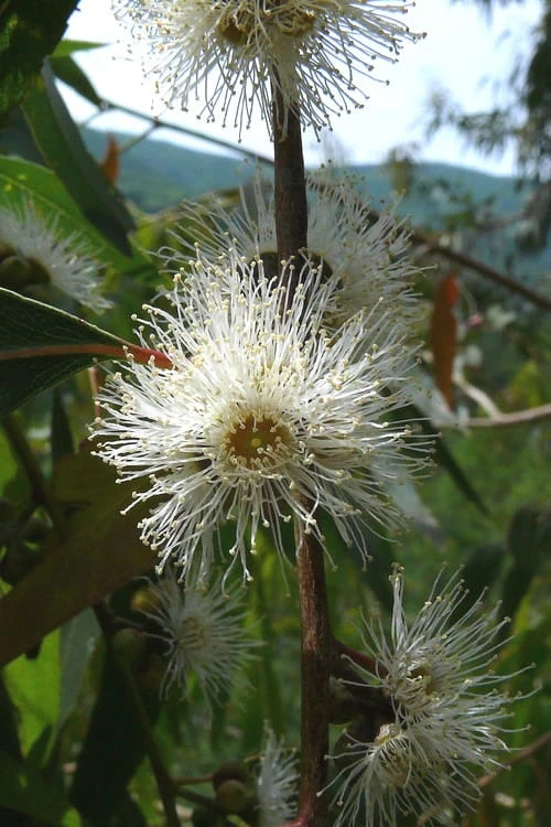 Jersey Girl Cold Hardy Eucalyptus Tree (Eucalyptus Macarthurii) - 2 Gallon Pot 6 Jersey Girl Cold Hardy Eucalyptus Tree (Eucalyptus Macarthurii) - 2 Gallon Pot - Image 6