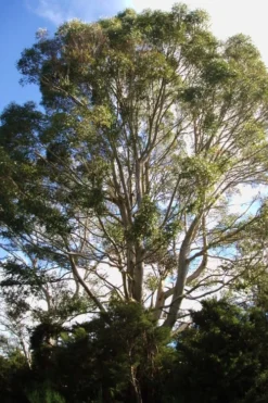 Jersey Girl Cold Hardy Eucalyptus Tree (Eucalyptus Macarthurii) - 2 Gallon Pot 14 Jersey Girl Cold Hardy Eucalyptus Tree (Eucalyptus Macarthurii) - 2 Gallon Pot -Cheap Green Garden Store Eucalyptus Jersey Girl 6 3