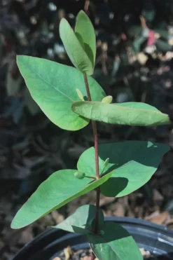 Jersey Girl Cold Hardy Eucalyptus Tree (Eucalyptus Macarthurii) - 3 Quart Pot -Cheap Green Garden Store Eucalyptus Jersey Girl 7 5