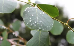 Lucky Country Cold Hardy Eucalyptus Tree (Eucalyptus Camphora) - 1 Gallon Pot -Cheap Green Garden Store Eucalyptus Lucky Country 2 1