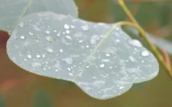 Lucky Country Cold Hardy Eucalyptus Tree (Eucalyptus Camphora) - 1 Gallon Pot -Cheap Green Garden Store Eucalyptus Lucky Country 3 1