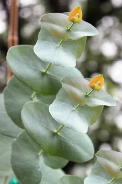 Luna Cold Hardy Eucalyptus Tree (Eucalyptus Perriniana) - 2 Gallon Pot -Cheap Green Garden Store Eucalyptus Luna 1 4