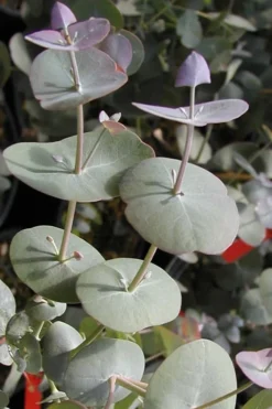 Luna Cold Hardy Eucalyptus Tree (Eucalyptus Perriniana) - 3 Quart Pot -Cheap Green Garden Store Eucalyptus Luna 13 1