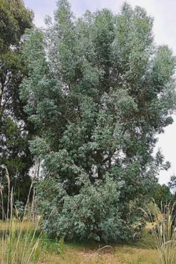 Luna Cold Hardy Eucalyptus Tree (Eucalyptus Perriniana) - 1 Gallon Pot -Cheap Green Garden Store Eucalyptus Luna 5 2