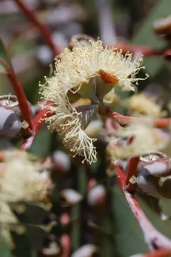 Luna Cold Hardy Eucalyptus Tree (Eucalyptus Perriniana) - 3 Gallon Pot -Cheap Green Garden Store Eucalyptus Luna 6