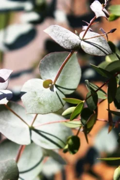 Maggie Cold Hardy Eucalyptus Tree (Eucalyptus Nova Anglica) - 3 Quart Pot 11 Maggie Cold Hardy Eucalyptus Tree (Eucalyptus Nova Anglica) - 3 Quart Pot -Cheap Green Garden Store Eucalyptus Maggie 10 1