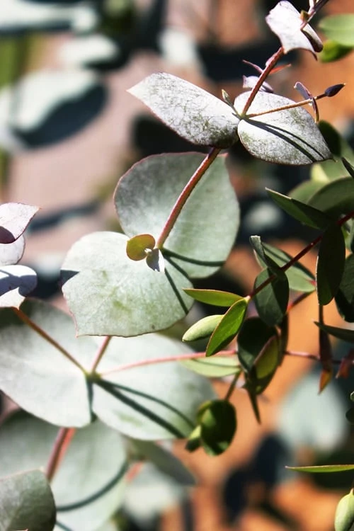 Maggie Cold Hardy Eucalyptus Tree (Eucalyptus Nova Anglica) - 3 Gallon Pot 6 Maggie Cold Hardy Eucalyptus Tree (Eucalyptus Nova Anglica) - 3 Gallon Pot - Image 6