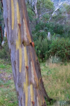 Sheila Cold Hardy Eucalyptus Tree (Eucalyptus Stellulata) - 3 Gallon Pot -Cheap Green Garden Store Eucalyptus Sheila 10 1