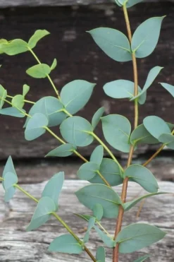 Sheila Cold Hardy Eucalyptus Tree (Eucalyptus Stellulata) - 3 Gallon Pot -Cheap Green Garden Store Eucalyptus Sheila 2 1