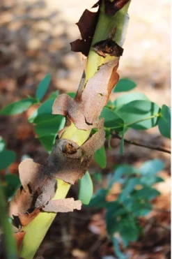 Sheila Cold Hardy Eucalyptus Tree (Eucalyptus Stellulata) - 1 Gallon Pot -Cheap Green Garden Store Eucalyptus Sheila 9 3