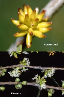 Skinny Minny Hardy Eucalyptus Tree (Eucalyptus Moorei) - 3 Gallon Pot -Cheap Green Garden Store Eucalyptus Skinny Minny 1 3