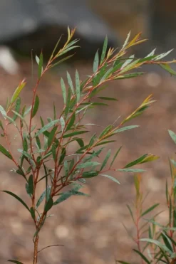 Skinny Minny Hardy Eucalyptus Tree (Eucalyptus Moorei) - 3 Quart Pot 7 Skinny Minny Hardy Eucalyptus Tree (Eucalyptus Moorei) - 3 Quart Pot -Cheap Green Garden Store Eucalyptus Skinny Minny 2 1