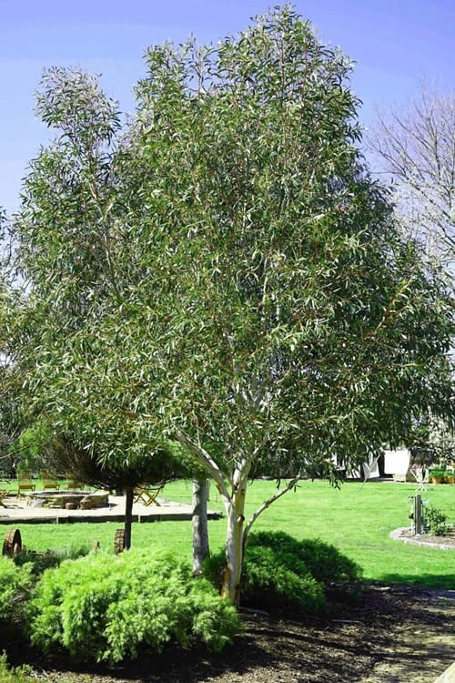 Snow Day Cold Hardy Eucalyptus Tree (Eucalyptus Gregsoniana) - 1 Gallon Pot 4 Snow Day Cold Hardy Eucalyptus Tree (Eucalyptus Gregsoniana) - 1 Gallon Pot - Image 4
