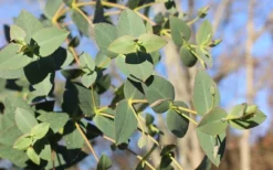 Cab Sav Cold Hardy Eucalyptus Tree (Eucalyptus Rubida) - 1 Gallon Pot -Cheap Green Garden Store Eucalyptus Tree Cab Sav Rubida 2