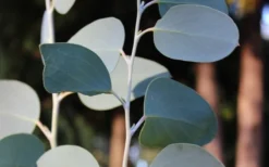 Mappa Tassie Cold Hardy Eucalyptus Tree (Eucalyptus Pauciflora) - 2 Gallon Pot -Cheap Green Garden Store Eucalyptus Tree Mappa Tassie Pauciflora Snow Gum 1
