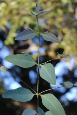 Grace Cold Hardy Eucalyptus Tree (Eucalyptus Elliptica) - 1 Gallon Pot -Cheap Green Garden Store Eucalytptus Grace BS 2