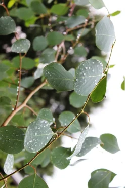 Lucky Country Cold Hardy Eucalyptus Tree (Eucalyptus Camphora) - 3 Gallon Pot -Cheap Green Garden Store Eucalytptus Lucky Country BS 3