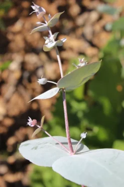 Maggie Cold Hardy Eucalyptus Tree (Eucalyptus Nova Anglica) - 3 Gallon Pot 9 Maggie Cold Hardy Eucalyptus Tree (Eucalyptus Nova Anglica) - 3 Gallon Pot -Cheap Green Garden Store Eusalyptus Maggie 1 500x750 3