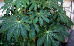 Fatsia Japonica (Japanese Aralia / Glossy Paper Plant) - 7 Gallon Pot -Cheap Green Garden Store Fatsia Japanese Aralia 1 2