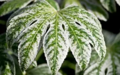 Spider's Web Fatsia - Japanese Aralia Paper Plant - 5 Gallon Pot -Cheap Green Garden Store Fatsia Spider Web close Up 2