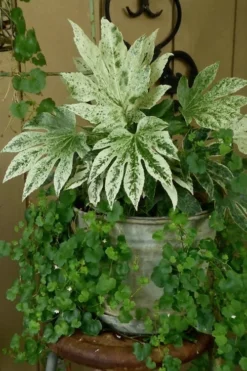 Spider's Web Fatsia - Japanese Aralia Paper Plant - 5 Gallon Pot -Cheap Green Garden Store Fatsia Spiders Web 21 2