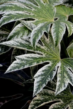Spider's Web Fatsia - Japanese Aralia Paper Plant - 5 Gallon Pot -Cheap Green Garden Store Fatsia Spiders Web 24 2