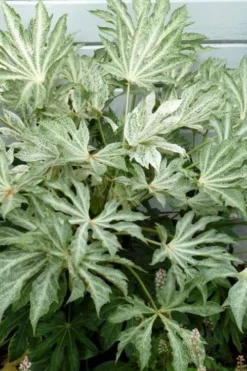 Spider's Web Fatsia - Japanese Aralia Paper Plant - 2 Gallon Pot