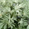 Spider's Web Fatsia - Japanese Aralia Paper Plant - 5 Gallon Pot