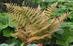 Autumn Fern - Dryopteris Erythrosora - 6 Pack Of 1 Gallon Pots 10 Autumn Fern - Dryopteris Erythrosora - 6 Pack Of 1 Gallon Pots -Cheap Green Garden Store Fern Autumn 1