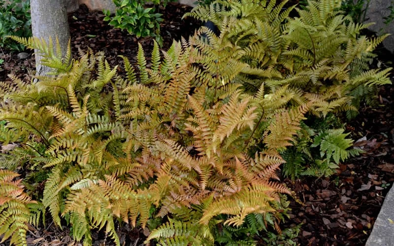 Autumn Fern - Dryopteris Erythrosora - 6 Pack Of 1 Gallon Pots 5 Autumn Fern - Dryopteris Erythrosora - 6 Pack Of 1 Gallon Pots - Image 5