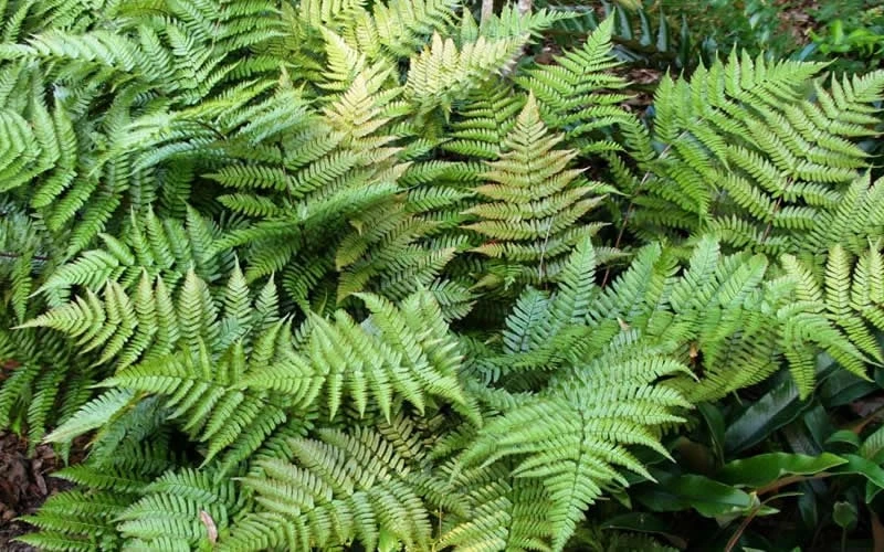 Autumn Fern - Dryopteris Erythrosora - 6 Pack Of 1 Gallon Pots 7 Autumn Fern - Dryopteris Erythrosora - 6 Pack Of 1 Gallon Pots - Image 7